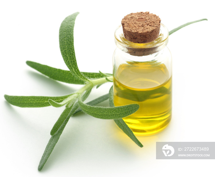 Fresh organic rosemary with essential oil