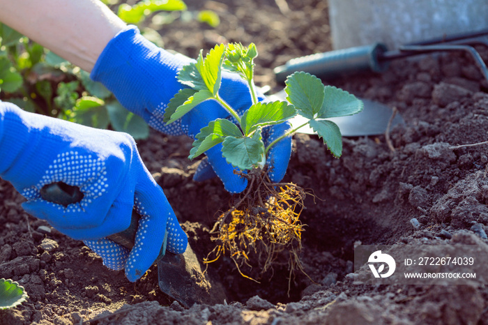 planting strawberries in the garden