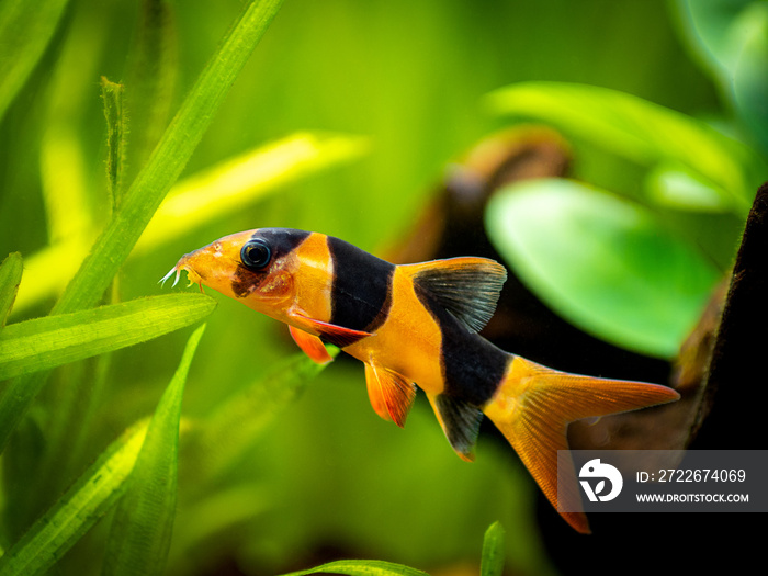 Large clown loach isolated in fish tank (Chromobotia macracanthus) with blurred background