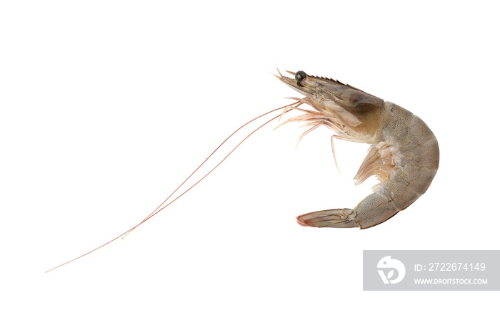 Fresh raw shrimp (Litopenaeus vannamei) isolated on white background with clipping path.