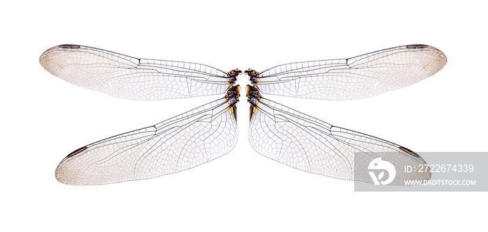 Dragonfly wings isolated on white background.