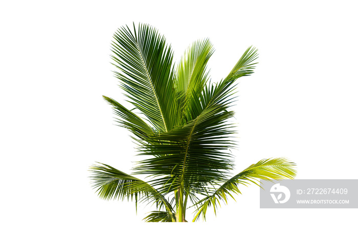 Leaves of coconut isolated on white background.