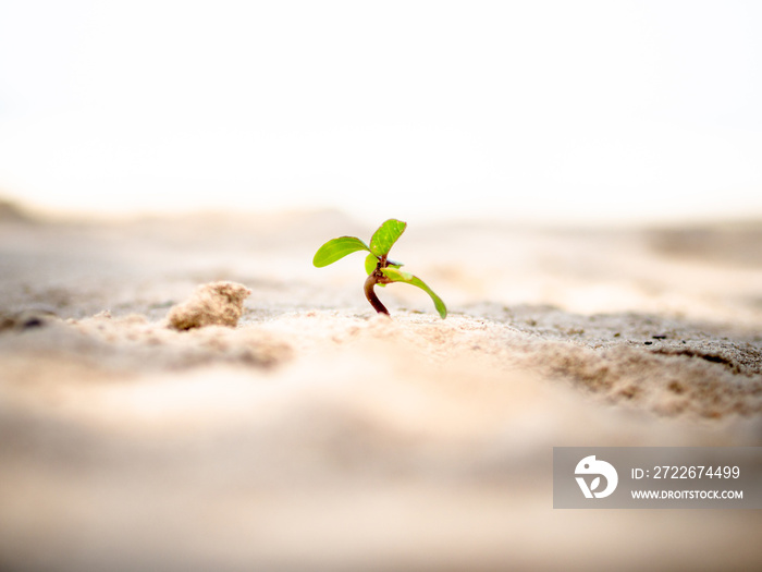 Tiny sprout grows on sand beach.