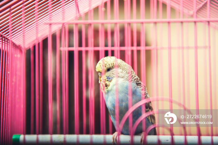 parrot in a cage