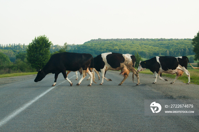 Cow on the road.