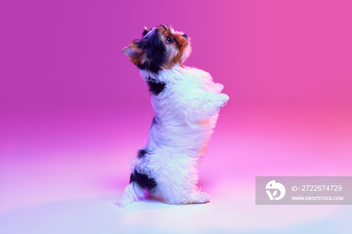 Studio image of cute little Biewer Yorkshire Terrier, dog, puppy standing on hind legs, following commands over pink background in neon light. Concept of pets love, animal life, domestic animal