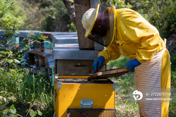 un apicoltore al lavoro al proprio apiario sulle colline della Versilia, in Toscana