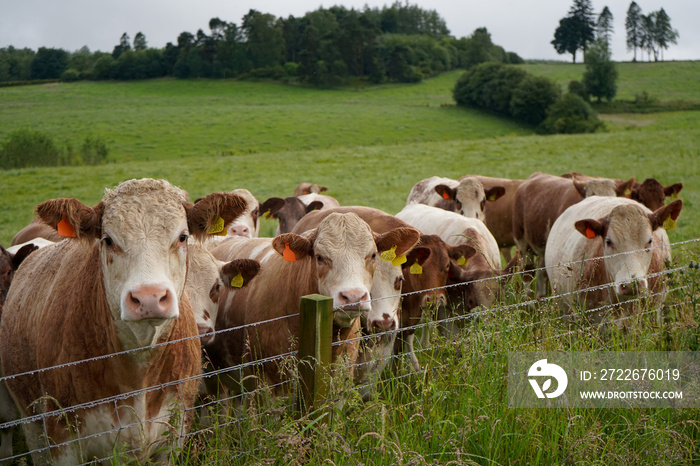 Lots of cows along a  fence in a farm field