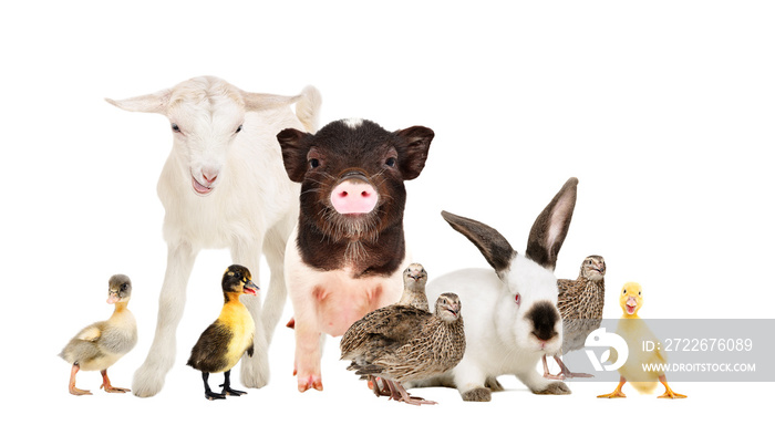 Cute farm animals together isolated on white background