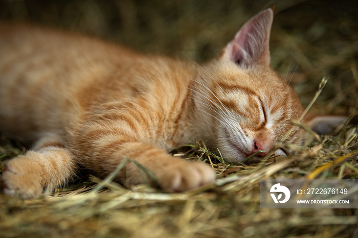 Red tabby kitten sleeping in a straw bales