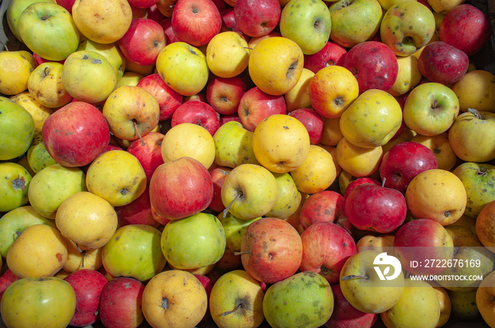 group of apples of different varieties