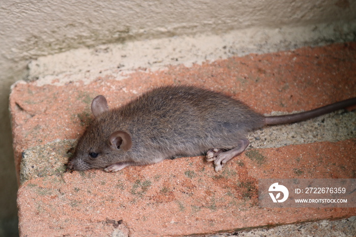 small vole rodent lying on a step small vole rodent lying on a step