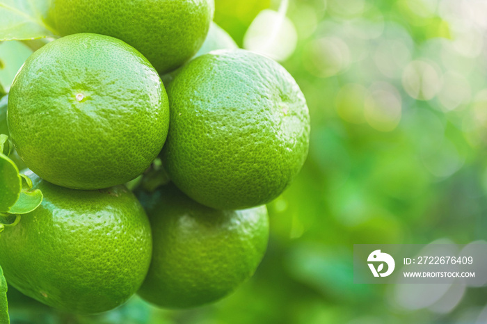 Fresh green lemons fruit hanging from branch. lemons tree garden and healthy food concept, group of lemons, macro