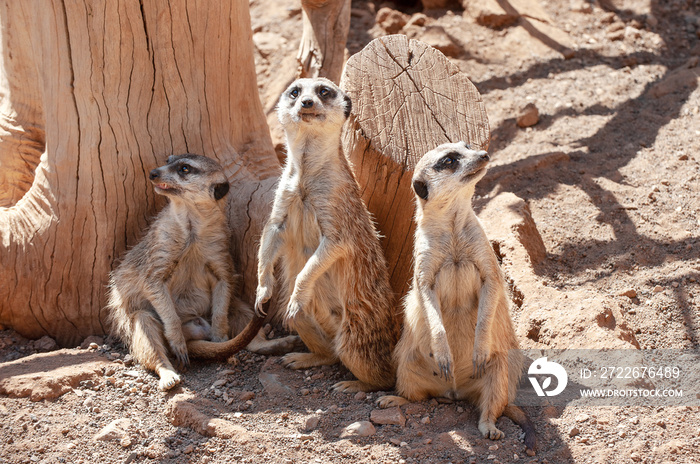 Meerkat, suricate (Surikata suricatta). Palmitos park, Maspalomas, Gran Canaria, Spain