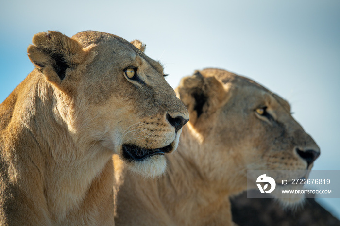 Two lionesses sit on rocks in sun