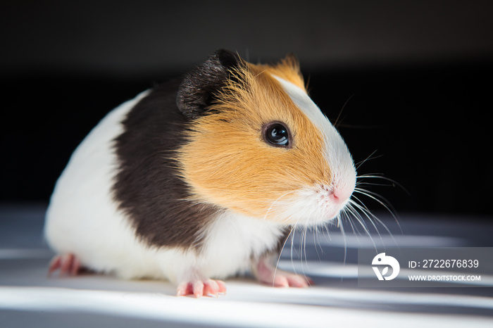 Guinea pig (Cavia porcellus)