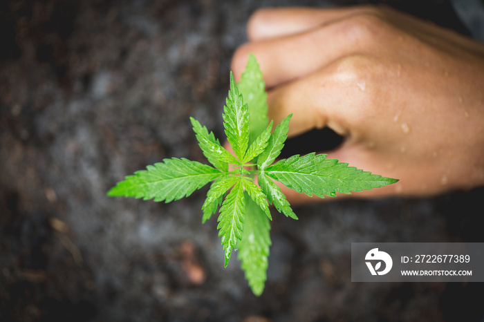 A small plant of cannabis seedlings at the stage of vegetation planted in the ground.