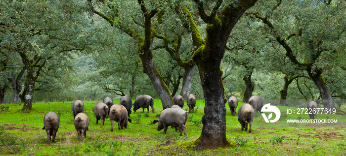 IBERIAN PIG, Sierra de Aracena Natural Park, Huelva, Andalucia, Spain, Europe