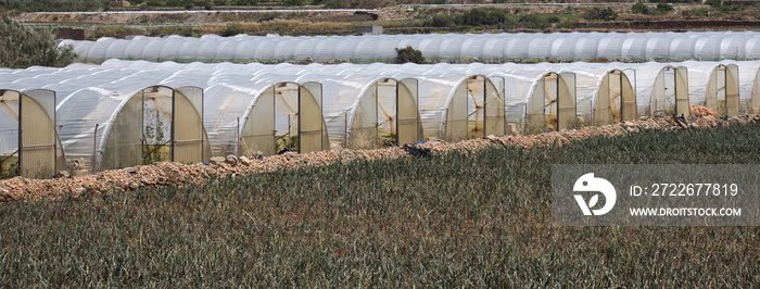 Plastic tunnel greenhouse with field of young vegetables in front.