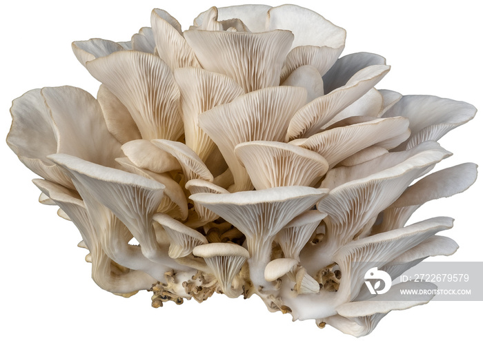 isolated oyster mushroom cutout on transparent background.