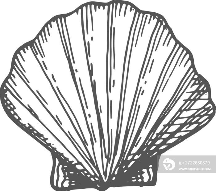 Giant Atlantic cockle isolate seashell sketch icon