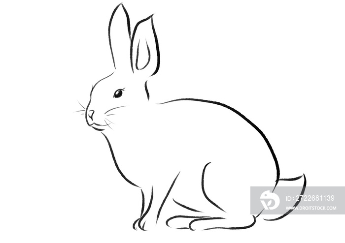 beautiful rabbit illustration