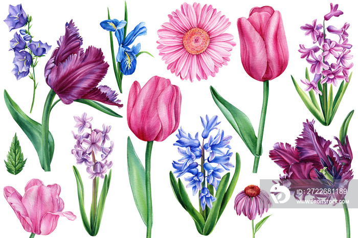 Tulips, hyacinths, iris and gerbera. Set of watercolor spring flowers, botanical illustrations, hand drawn floral