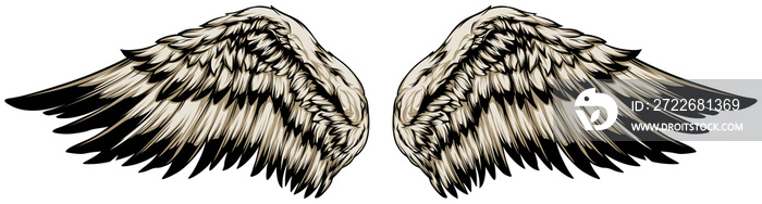 Bird wings vector illustration tattoo style. Hand drawn design element.