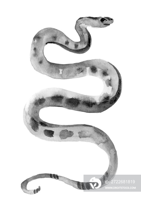 Watercolor snakes drawing, vintage style graphic black and white, viper, python