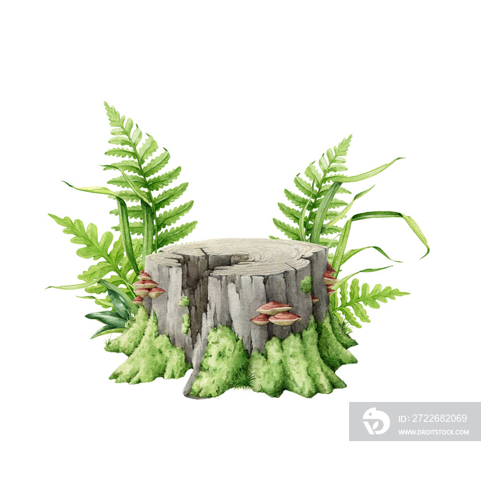 Mossy stump with green grass and fern around. Watercolor illustration. Tree cut trunk with green moss, grass and mushrooms on it. Wood stump forest, park landscape element.