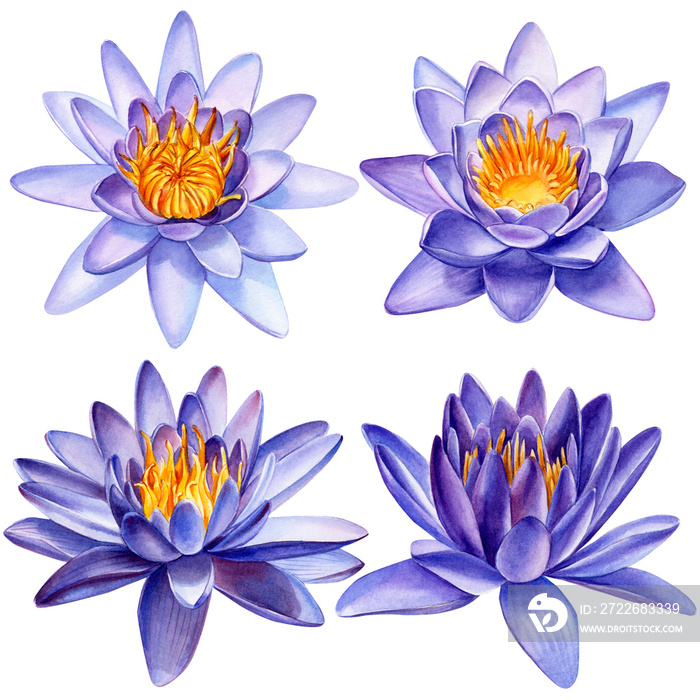 flowers purple lotuses, buds, seeds on an isolated white background, watercolor botanical painting, tropical plants.