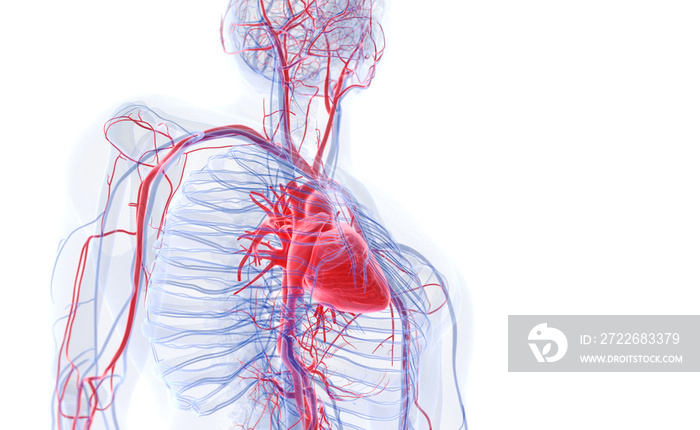 3d rendered medically accurate illustration of the human heart