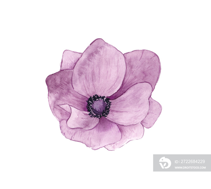 Purple Watercolor painted Fresh Garden anemone Flower