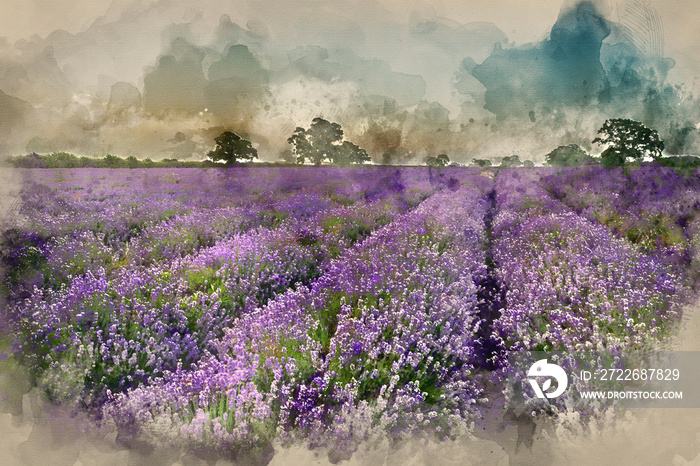 Digital watercolor painting of Beautiful dramatic misty sunrise landscape over lavender field in English countryside