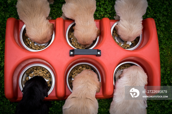 puppies eating food