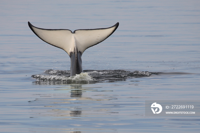 Schwertwal - Orca / Killer whale / Orcinus orca