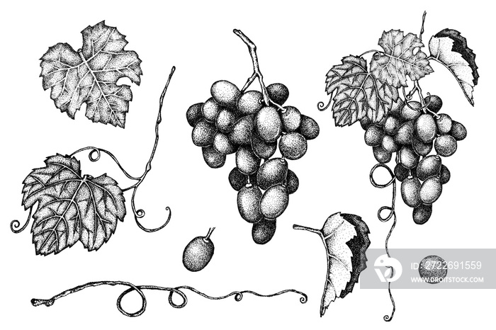 Set of grape leaves, berries, bunch, branch, tendril.. Hand drawn graphic black and white illustration. Sketch. Design background, banner menu label sticker