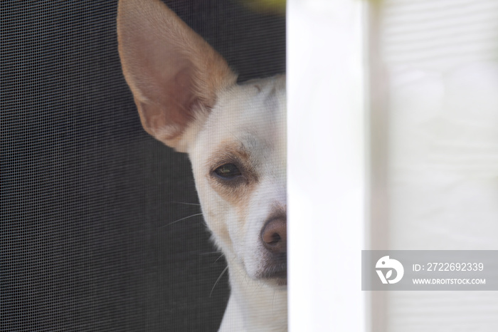 Small dog stands guard behind a screen window