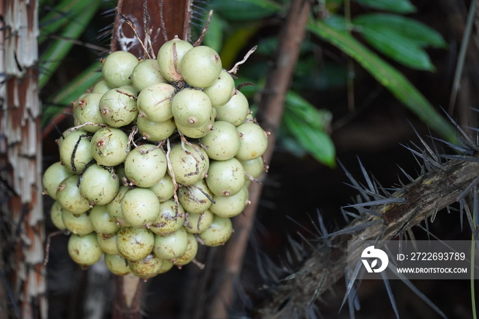 Unripe Tucumã fruits (astrocaryum aculeatum) growing on a spiny palm. The fruit has an oily pulp, is consumed in the Amazon region of Brazil and is very healthy.