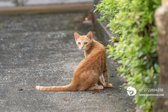 振り返る猫　茶トラ猫