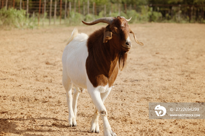 Boer billy goat shows buck with horns on farm for strength.