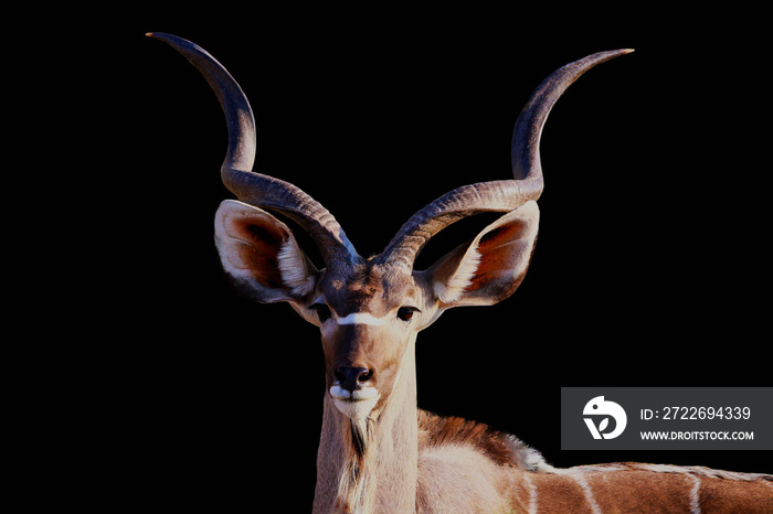 male kudu isolated on a Black background, Kudu animal at African forest,