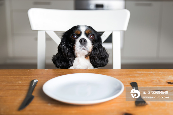 Dog by the table