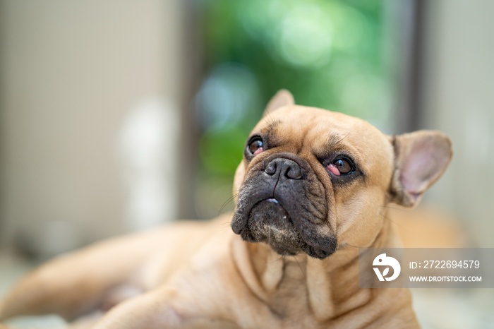 Cute French bulldog with cherry eyes laying indoor.