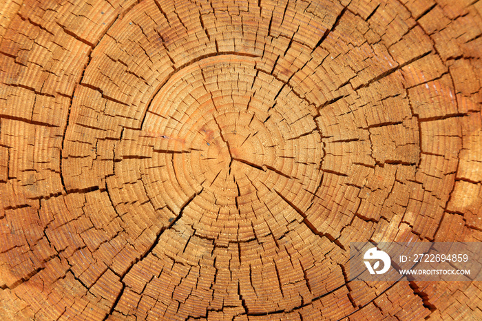 tree annual ring as a background