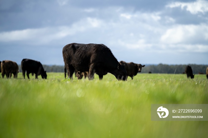 Stud Angus, wagyu, speckle park, Murray grey, Dairy and beef Cows and Bulls grazing on grass and pasture in a field. The animals are organic and free range, being grown on an agricultural farm