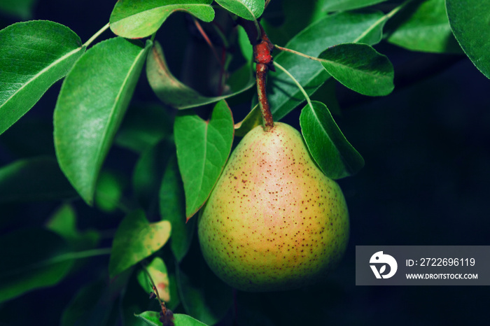 Comice pear with green leaves on the branch . Garden with pear trees