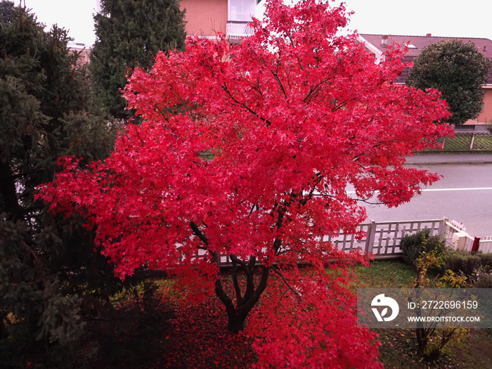 red maple acer tree