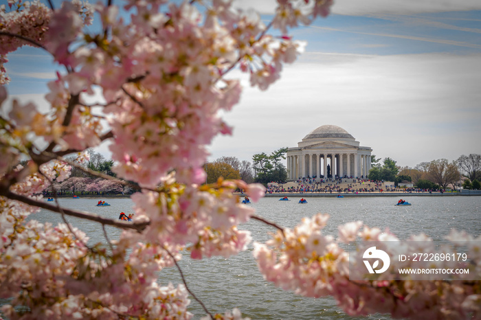 Tourists visit the Jefferson Memorial to see the cherry blossom trees
