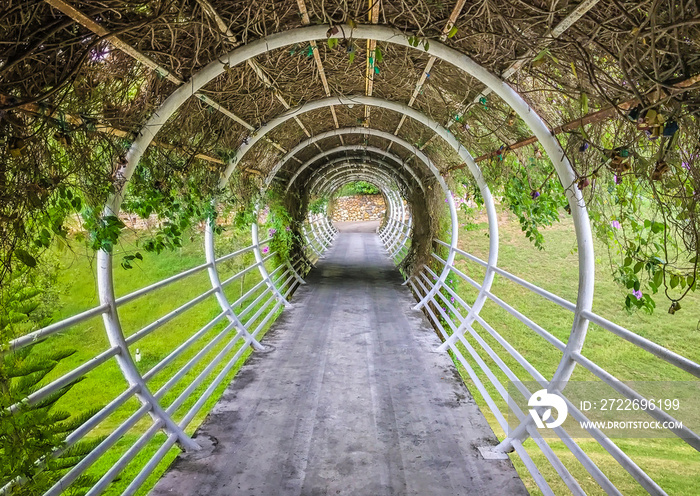 A walkway tunnel in circle shape is surrounded by green ivy in the park. A round shape pathway tunnel surrounded by green nature trees. Perspective view of Walkway path in the park. Shapes concept.